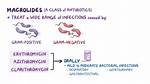 Macrolides Examples
