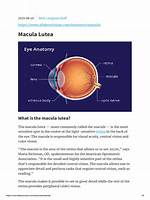 Macula Lutea - All About Vision