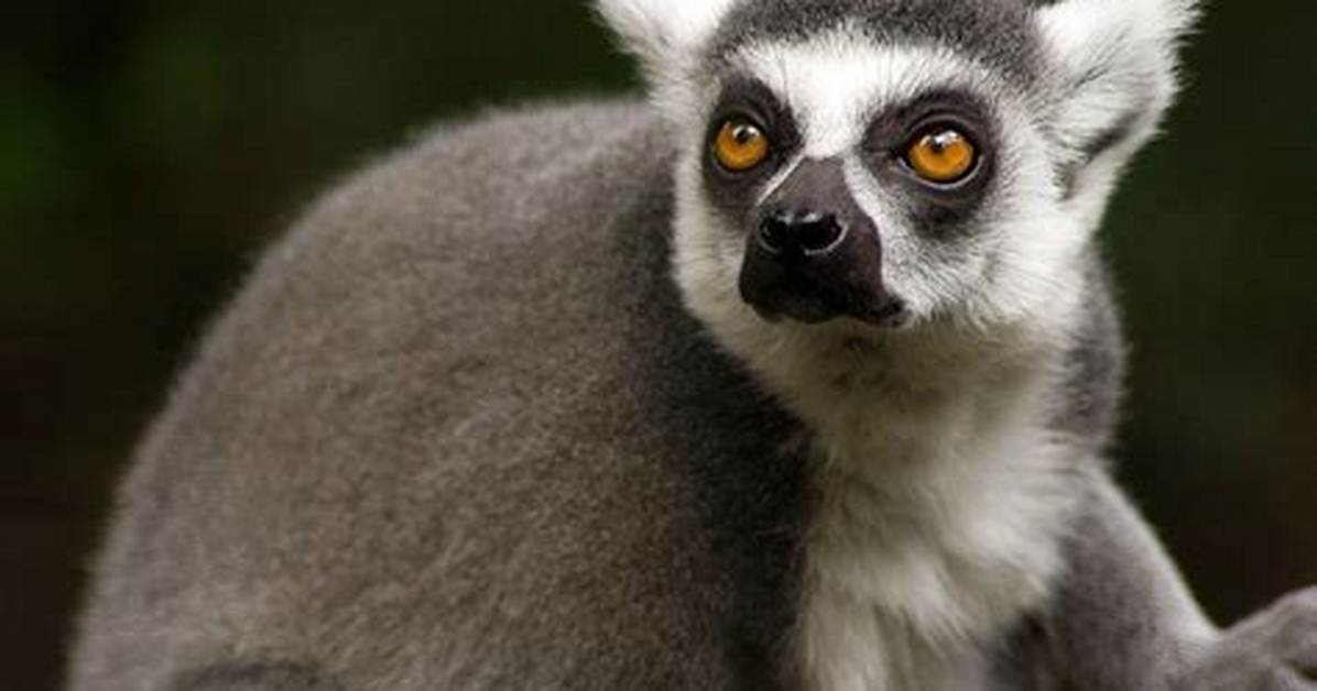 Madagascar Monkey