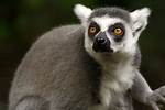Madagascar Monkey