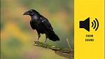 Made Crow Sounds