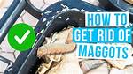 Maggots in Bin