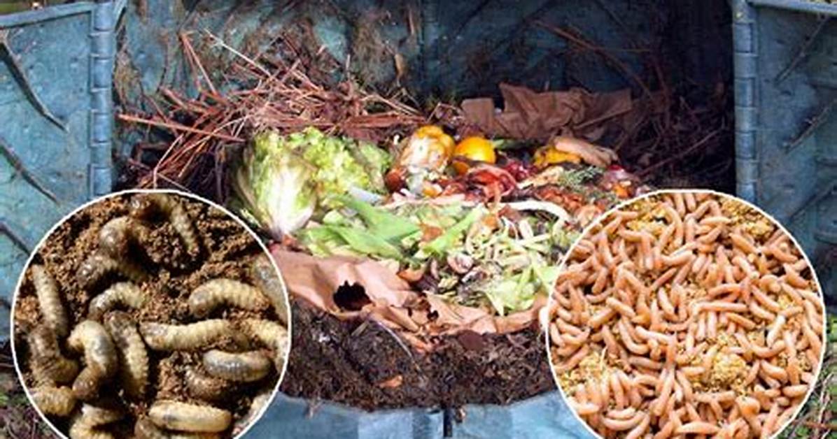 Maggots in Compost