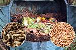 Maggots in Compost