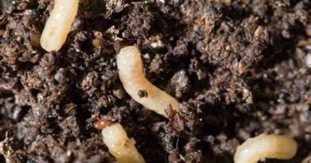 Maggots in Soil