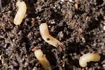 Maggots in Soil