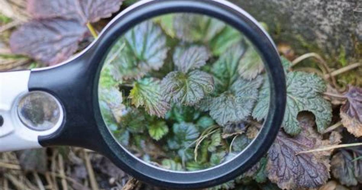 Magnifies
