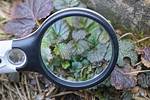 Magnifies