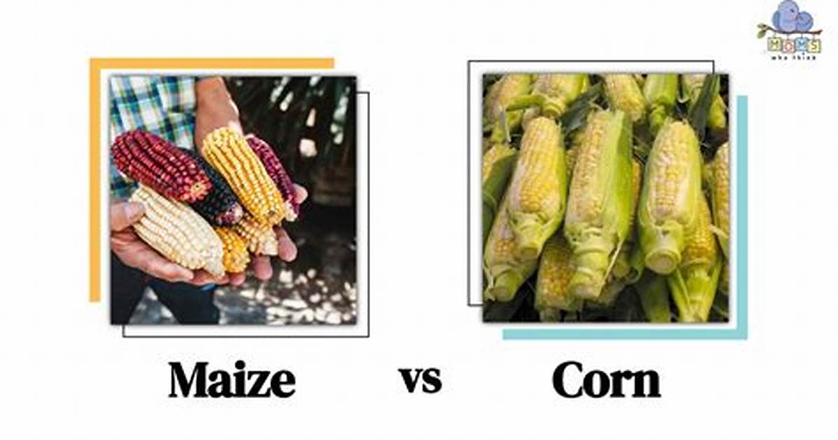 Maize vs Corn