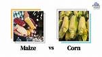 Maize vs Corn