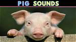 Makes Pig Sounds