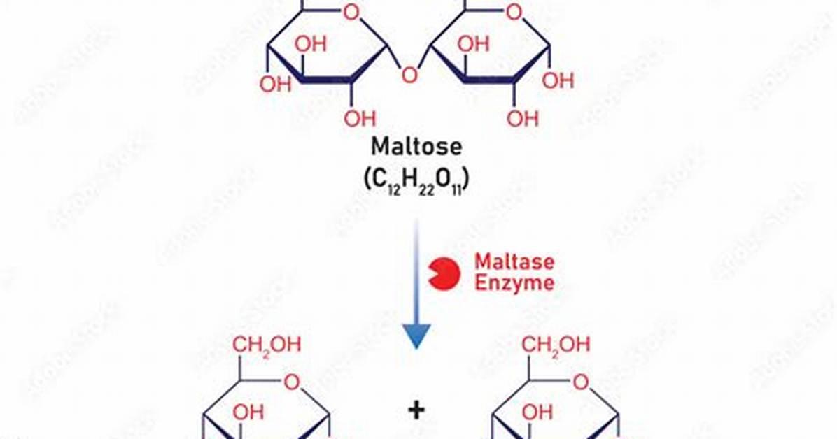 Maltase