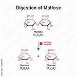 Maltase