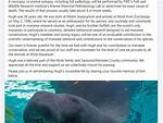 Manatee Dies Florida Aquarium After the Fight with His Brother
