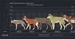 Maned Wolf Size