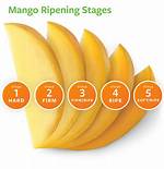 Mango Ripe