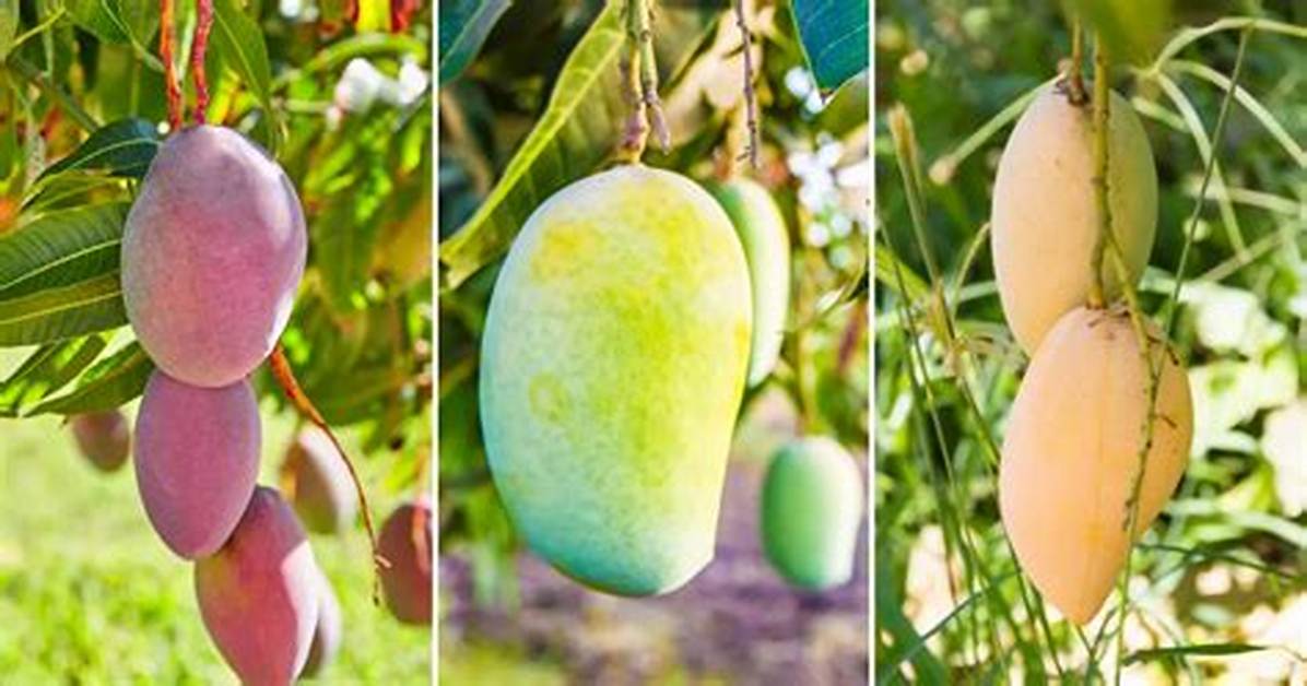 Mango Tree Florida