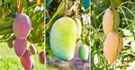 Mango Tree Florida