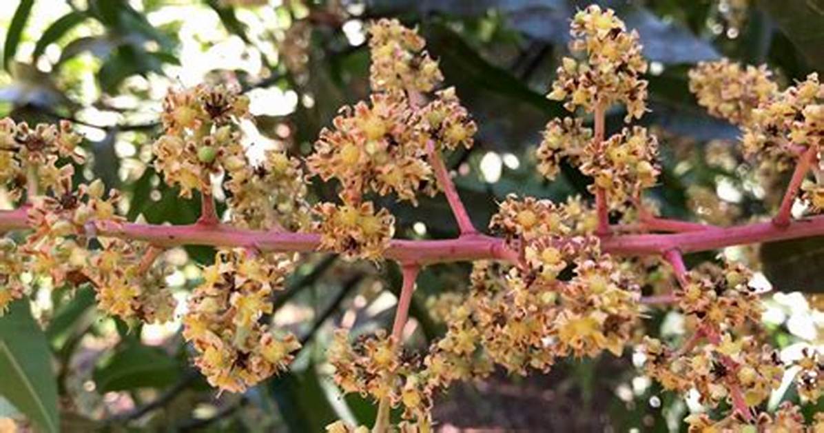 Mango Tree Flower