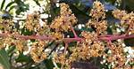 Mango Tree Flower