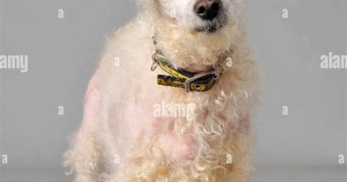 Mangy Mongrel