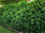 Manhattan Euonymus