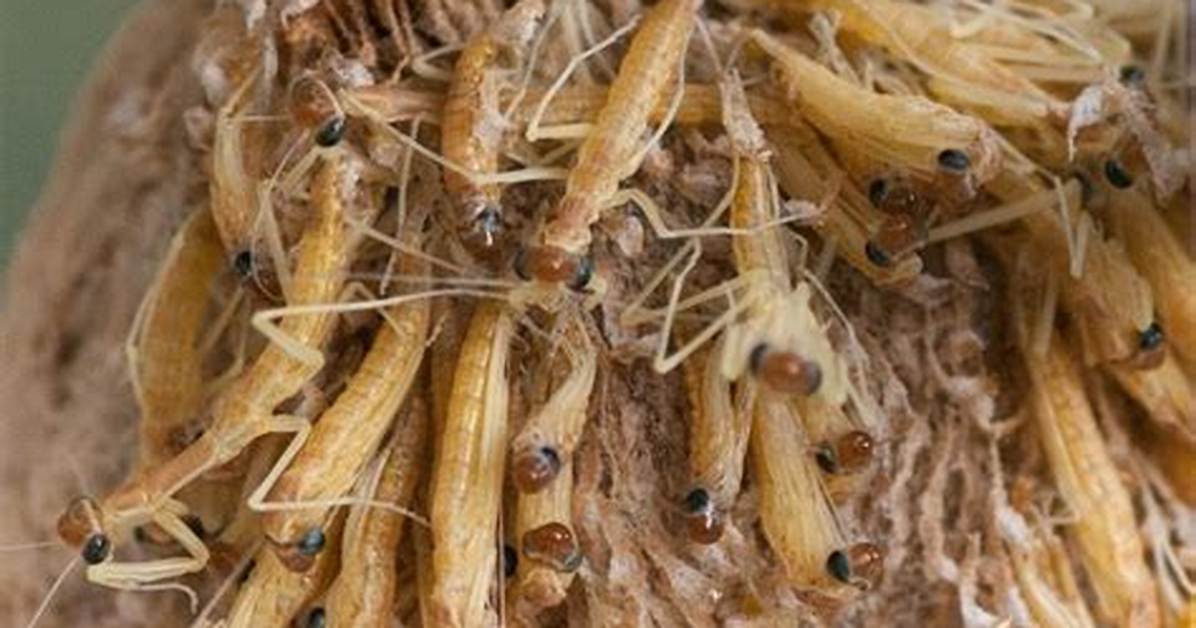 Mantis Eggs