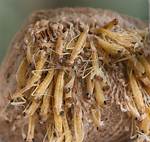 Mantis Eggs