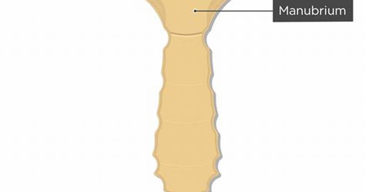 Manubrium Bone
