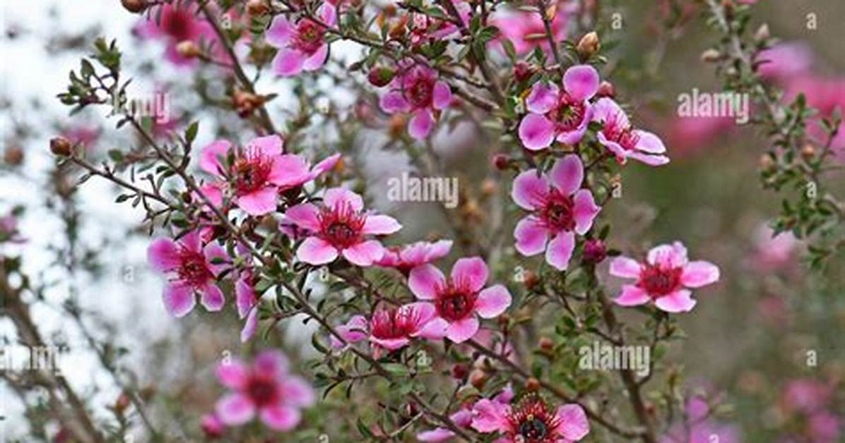 Manuka Tree