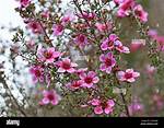 Manuka Tree