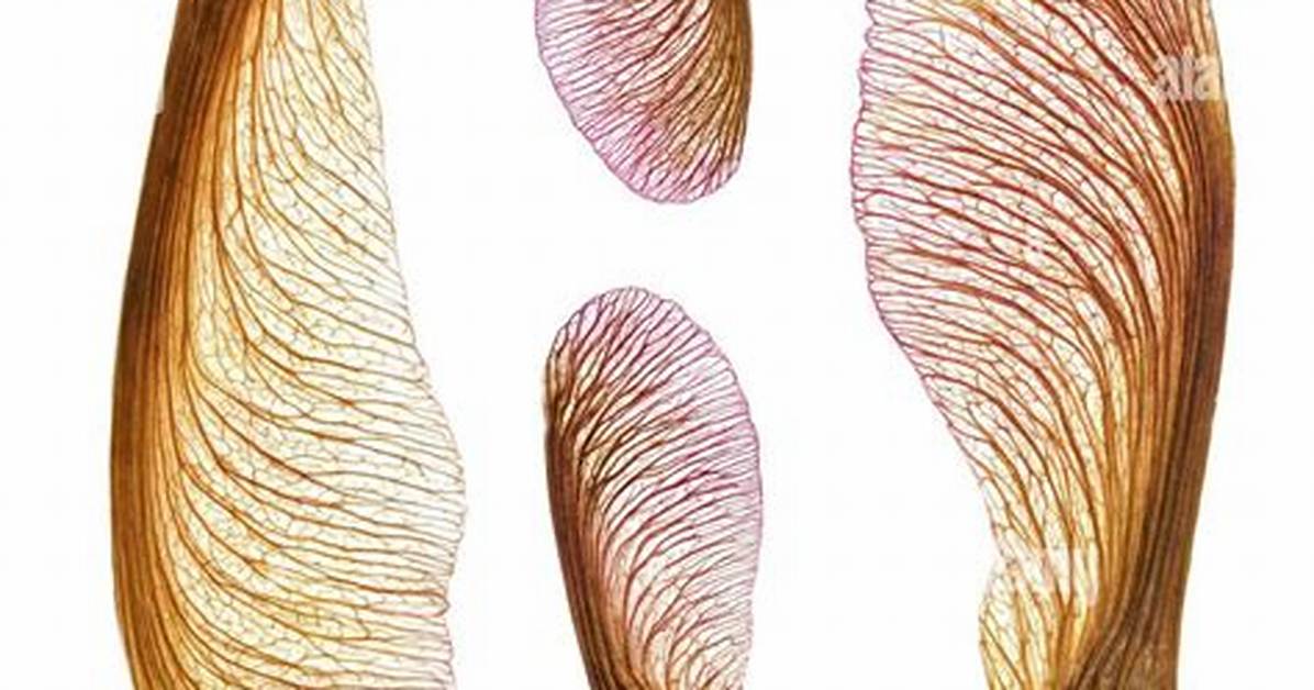 Maple Seed Pod