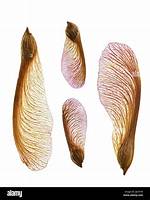 Maple Seed Pod