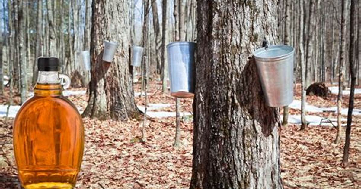 Maple Syrup Source