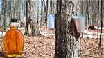 Maple Syrup Source