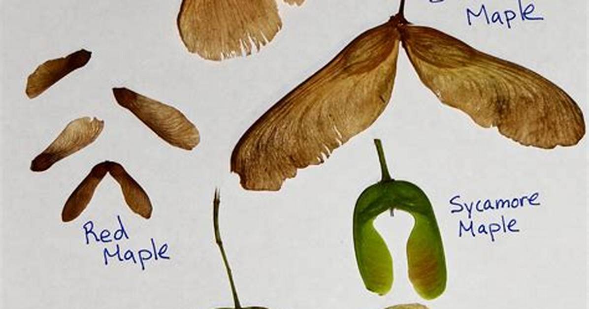 Maple Tree Seeds