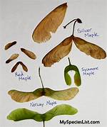 Maple Tree Seeds