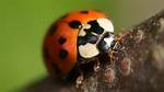 Marking on a Ladybug