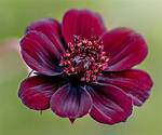 Maroon Flowers
