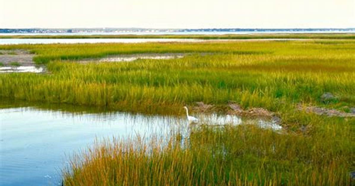Marsh