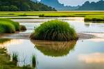Marshy Area