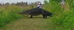 Massive 20Ft Alligator Is Caught on Camera ‘Eating’ Smaller Love Rival on a Florida Lawn [Video]