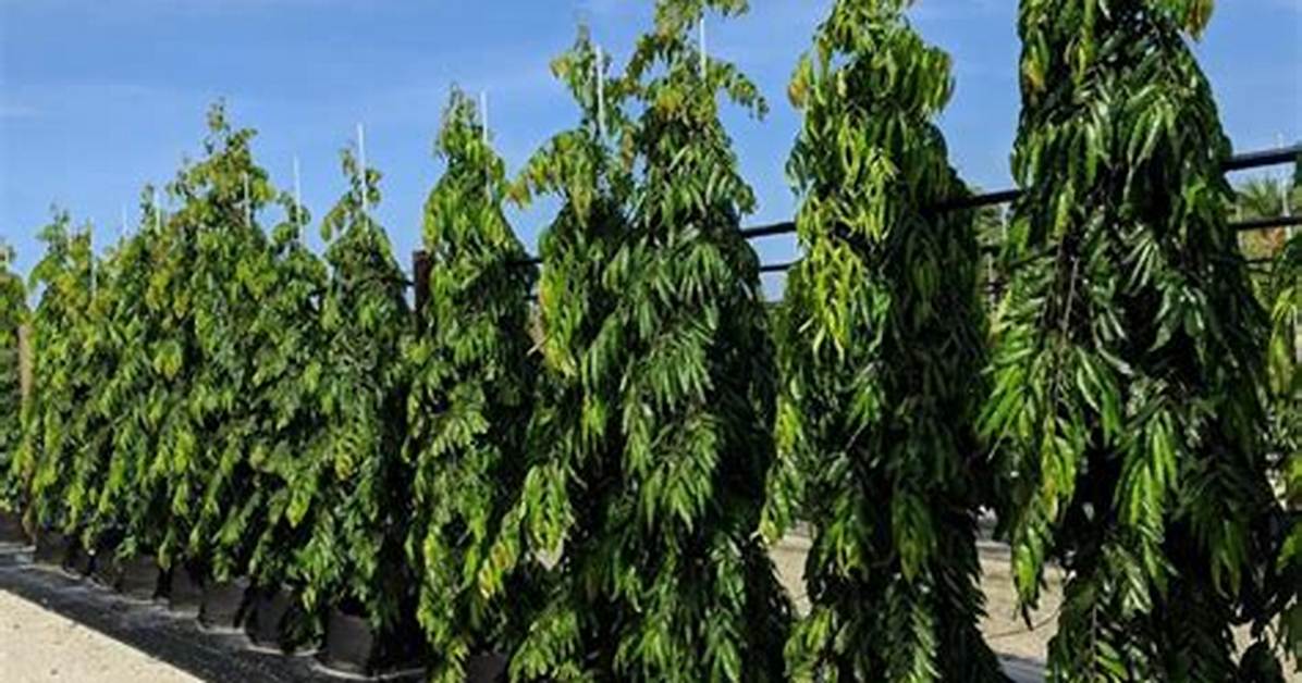 Mast Trees