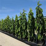Mast Trees