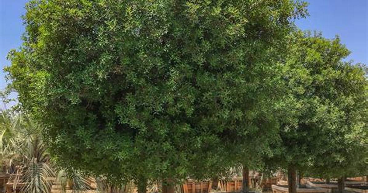 Mastic Tree