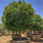 Mastic Tree