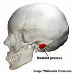 Mastoid Process Location