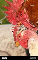 Mate for a Rooster