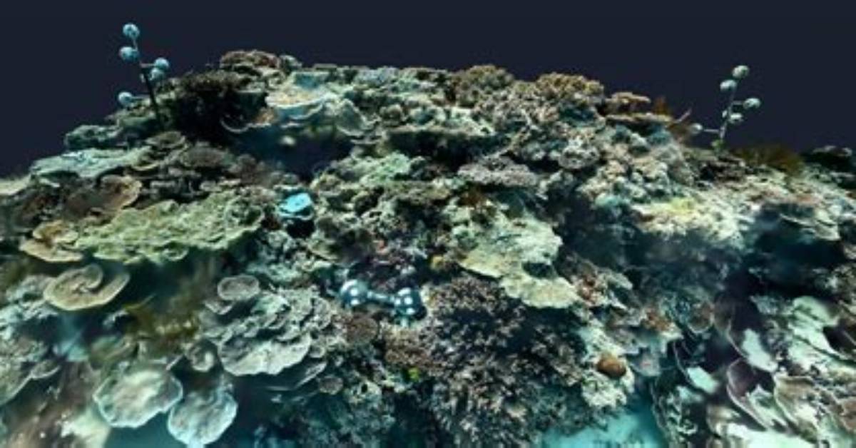 Material in a Reef