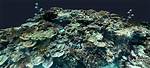 Material in a Reef